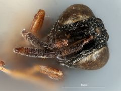Dirhinus salinae by the Smithsonian. Used under a CC0 license.