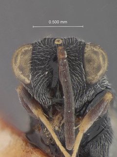 Haltichella luzonica by the Smithsonian. Used under a CC0 license.
