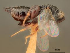 Haltichella rhyacioniae by the Smithsonian. Used under a CC0 license.