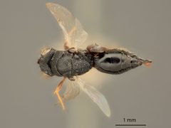 Haltichella rhyacioniae by the Smithsonian. Used under a CC0 license.