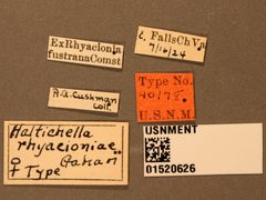 Haltichella rhyacioniae by the Smithsonian. Used under a CC0 license.