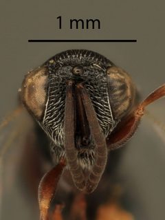Haltichella rhyacioniae by the Smithsonian. Used under a CC0 license.