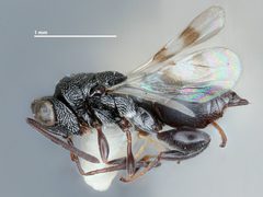 Hockeria assamensis by the Smithsonian. Used under a CC0 license.