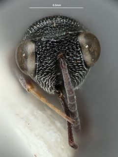 Hockeria assamensis by the Smithsonian. Used under a CC0 license.