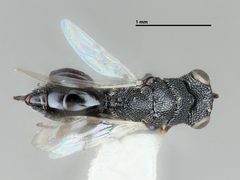 Hockeria assamensis by the Smithsonian. Used under a CC0 license.