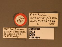 Hockeria assamensis by the Smithsonian. Used under a CC0 license.