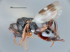 Hockeria grisselli by the Smithsonian. Used under a CC0 license.