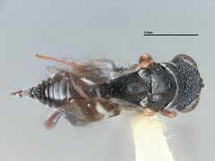 Hockeria grisselli by the Smithsonian. Used under a CC0 license.