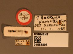 Hockeria grisselli by the Smithsonian. Used under a CC0 license.