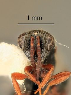 Psilochalcis brevialata by the Smithsonian. Used under a CC0 license.