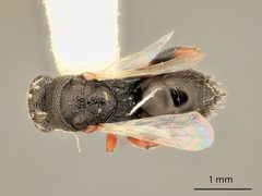 Psilochalcis brevialata by the Smithsonian. Used under a CC0 license.