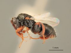 Psilochalcis brevialata by the Smithsonian. Used under a CC0 license.