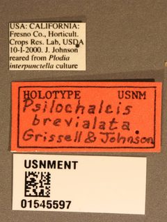 Psilochalcis brevialata by the Smithsonian. Used under a CC0 license.