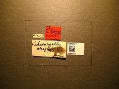 Schwarzella arizonensis by the Smithsonian. Used under a CC0 license.