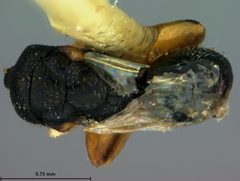 Schwarzella arizonensis by the Smithsonian. Used under a CC0 license.