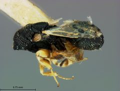 Schwarzella arizonensis by the Smithsonian. Used under a CC0 license.