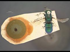 Chrysis (Tetrachrysis) florissanticola by the Smithsonian. Used under a CC0 license.