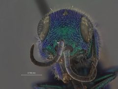 Chrysis stenodyneri by the Smithsonian. Used under a CC0 license.