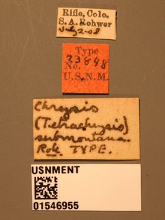 Chrysis submontana by the Smithsonian. Used under a CC0 license.