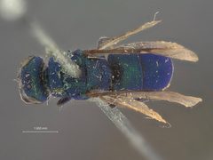 Chrysis submontana by the Smithsonian. Used under a CC0 license.