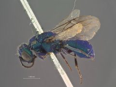 Chrysis submontana by the Smithsonian. Used under a CC0 license.