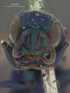 Chrysis submontana by the Smithsonian. Used under a CC0 license.