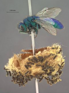 Chrysura kyrae by the Smithsonian. Used under a CC0 license.