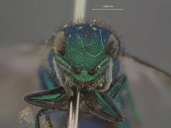Chrysura kyrae by the Smithsonian. Used under a CC0 license.