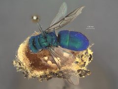 Chrysura kyrae by the Smithsonian. Used under a CC0 license.