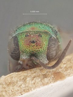 Hedychridium amabile by the Smithsonian. Used under a CC0 license.