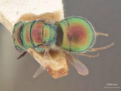 Hedychridium amabile by the Smithsonian. Used under a CC0 license.
