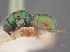 Hedychridium amabile by the Smithsonian. Used under a CC0 license.