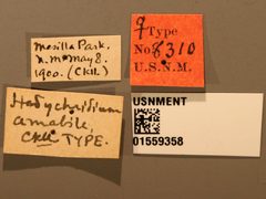Hedychridium amabile by the Smithsonian. Used under a CC0 license.