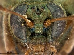 Abia iridescens by the Smithsonian. Used under a CC0 license.