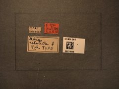 Abia relativa by the Smithsonian. Used under a CC0 license.