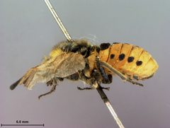 Cimbex maculata by the Smithsonian. Used under a CC0 license.