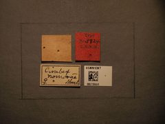 Cimbex nomurae by the Smithsonian. Used under a CC0 license.