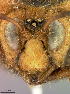 Cimbex nomurae by the Smithsonian. Used under a CC0 license.