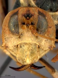 Leptocimbex grahami by the Smithsonian. Used under a CC0 license.