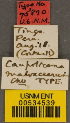 Caupolicana malvacearus by the Smithsonian. Used under a CC0 license.