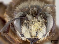 Caupolicana malvacearus by the Smithsonian. Used under a CC0 license.