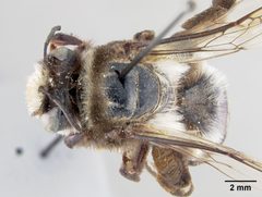 Caupolicana malvacearus by the Smithsonian. Used under a CC0 license.