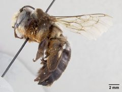 Caupolicana malvacearus by the Smithsonian. Used under a CC0 license.