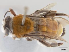 Caupolicana vestita piurensis by the Smithsonian. Used under a CC0 license.