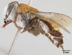 Caupolicana vestita piurensis by the Smithsonian. Used under a CC0 license.