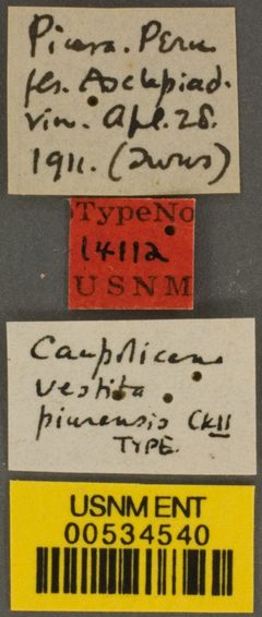 Caupolicana vestita piurensis by the Smithsonian. Used under a CC0 license.