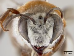 Caupolicana vestita piurensis by the Smithsonian. Used under a CC0 license.