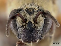 Colletes aberrans by the Smithsonian. Used under a CC0 license.