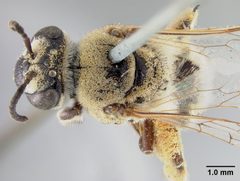Colletes aberrans by the Smithsonian. Used under a CC0 license.