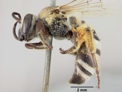 Colletes aberrans by the Smithsonian. Used under a CC0 license.
